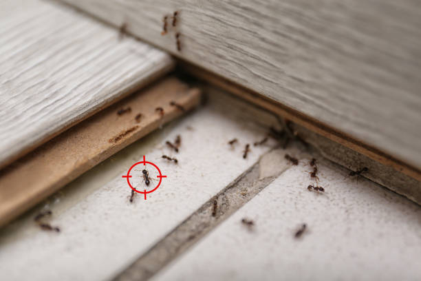 Best Termite Control Services  in Nashville, IN